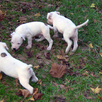 gallery/Litters/Rebel-Cayenne/5wks-DSCN3588.jpg