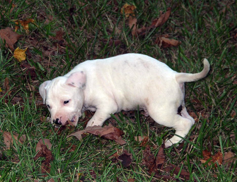 gallery/Litters/Rebel-Cayenne/5wks-DSCN3590.jpg