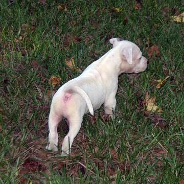 gallery/Litters/Rebel-Cayenne/5wks-DSCN3591.jpg