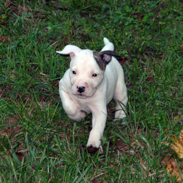 gallery/Litters/Rebel-Cayenne/5wks-DSCN3593.jpg