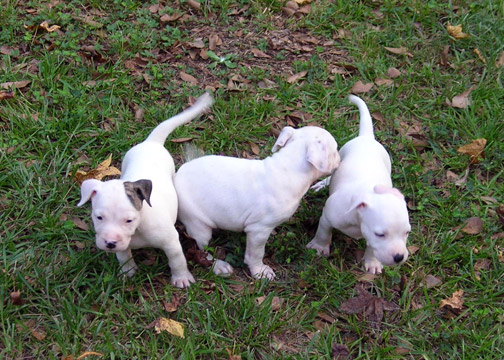 gallery/Litters/Rebel-Cayenne/5wks-DSCN3594.jpg
