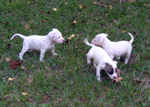 gallery/Litters/Rebel-Cayenne/5wks-DSCN3595.jpg