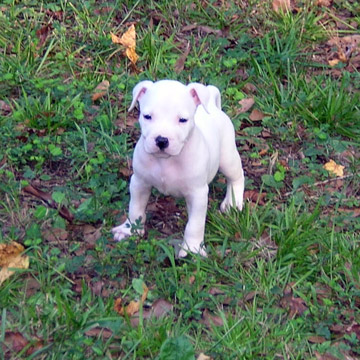 gallery/Litters/Rebel-Cayenne/5wks-DSCN3596.jpg