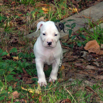 gallery/Litters/Rebel-Cayenne/5wks-DSCN3597.jpg