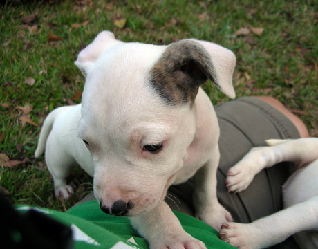 gallery/Litters/Rebel-Cayenne/6wks-DSCN3620.jpg