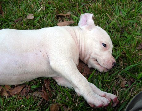 gallery/Litters/Rebel-Cayenne/6wks-DSCN3623.jpg