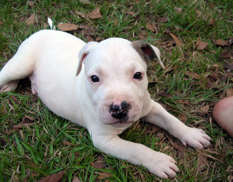 gallery/Litters/Rebel-Cayenne/6wks-DSCN3628.jpg