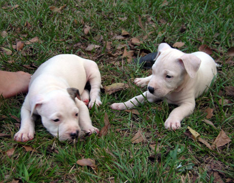 gallery/Litters/Rebel-Cayenne/6wks-DSCN3633.jpg