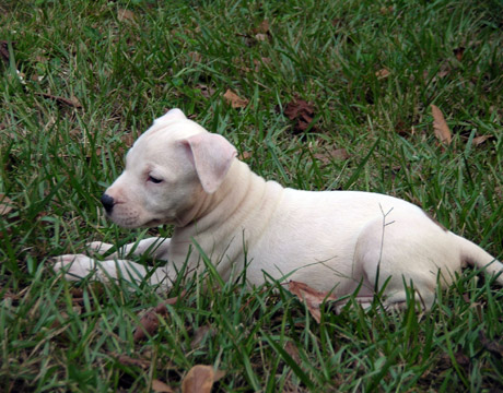 gallery/Litters/Rebel-Cayenne/6wks-DSCN3636.jpg