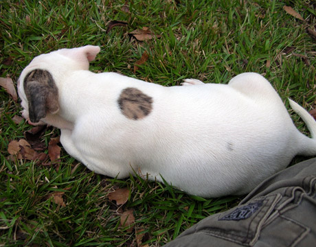 gallery/Litters/Rebel-Cayenne/6wks-DSCN3637.jpg