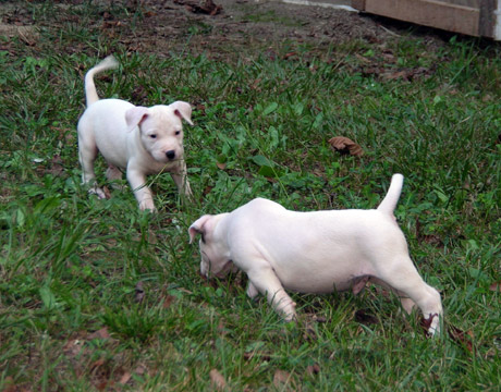 gallery/Litters/Rebel-Cayenne/6wks-DSCN3638.jpg