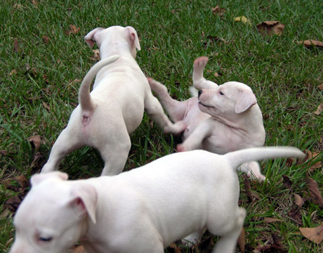 gallery/Litters/Rebel-Cayenne/6wks-DSCN3639.jpg