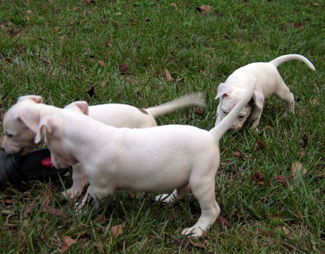 gallery/Litters/Rebel-Cayenne/6wks-DSCN3640.jpg
