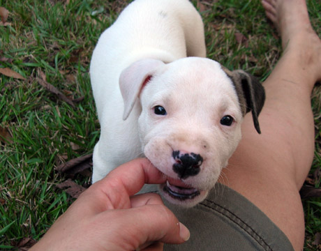 gallery/Litters/Rebel-Cayenne/6wks-DSCN3643.jpg