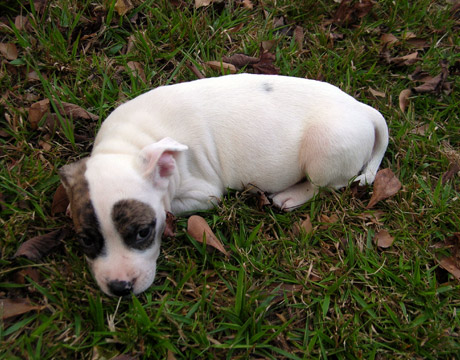 gallery/Litters/Rebel-Cayenne/6wks-DSCN3647.jpg