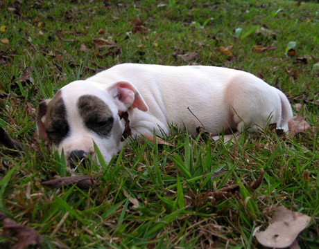 gallery/Litters/Rebel-Cayenne/6wks-DSCN3649.jpg