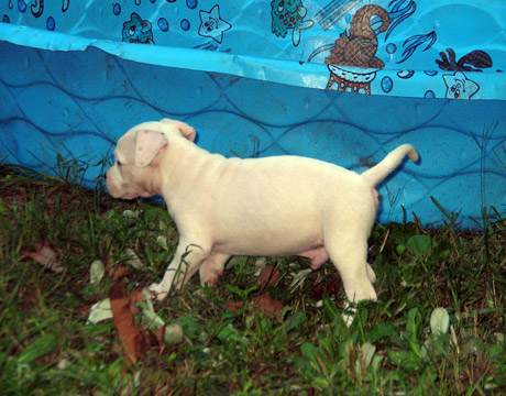 gallery/Litters/Rebel-Cayenne/6wks-DSCN3652.jpg