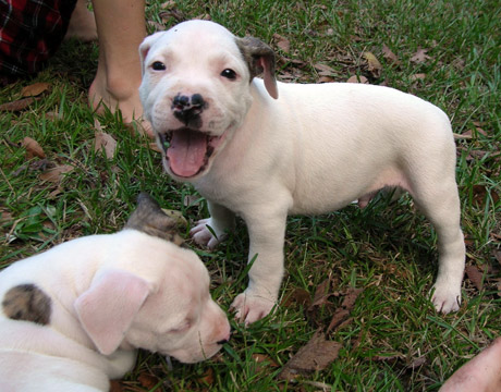 gallery/Litters/Rebel-Cayenne/6wks-DSCN3655.jpg