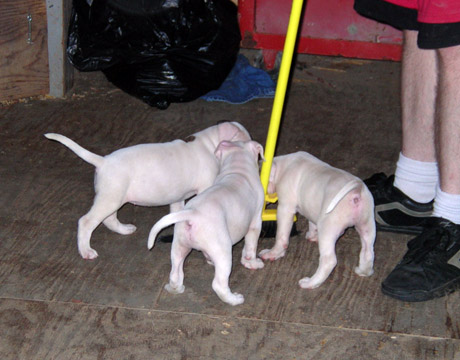gallery/Litters/Rebel-Cayenne/6wks-DSCN3656.jpg