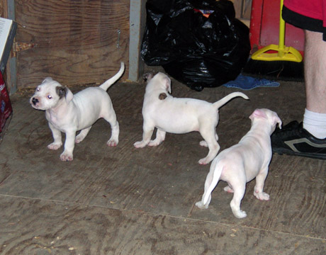 gallery/Litters/Rebel-Cayenne/6wks-DSCN3657.jpg