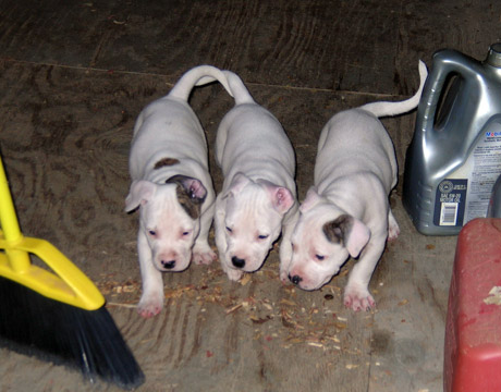 gallery/Litters/Rebel-Cayenne/6wks-DSCN3659.jpg