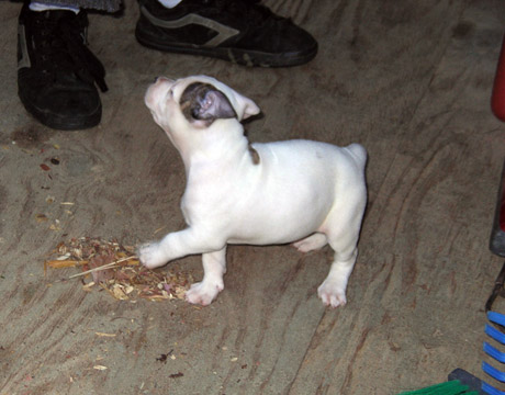 gallery/Litters/Rebel-Cayenne/6wks-DSCN3661.jpg