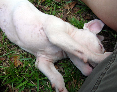 gallery/Litters/Rebel-Cayenne/6wks-DSCN3671.jpg