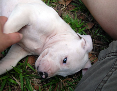 gallery/Litters/Rebel-Cayenne/6wks-DSCN3672.jpg