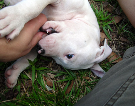 gallery/Litters/Rebel-Cayenne/6wks-DSCN3673.jpg