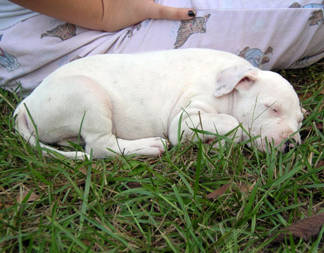 gallery/Litters/Rebel-Cayenne/6wks-DSCN3678.jpg