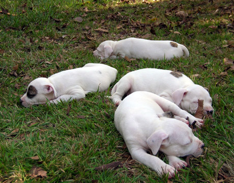gallery/Litters/Rebel-Cayenne/6wks-DSCN3679.jpg