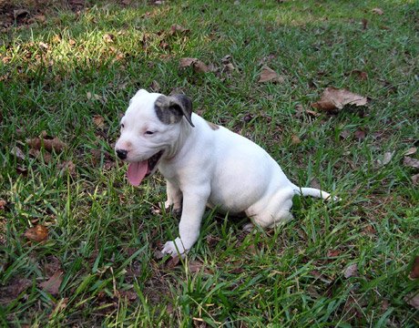 gallery/Litters/Rebel-Cayenne/6wks-DSCN3687.jpg