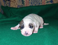 gallery/Litters/Rebel-Cayenne/_thb_10days-female1.jpg