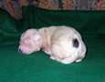 gallery/Litters/Rebel-Cayenne/_thb_10days-male2.jpg