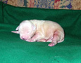 gallery/Litters/Rebel-Cayenne/_thb_10days-male3.jpg