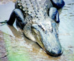 gallery/Misc/_thb_gator_1.jpg