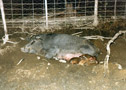 gallery/Misc/_thb_sow_w-pigs_1.jpg