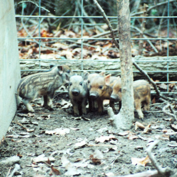 gallery/Misc/pigs_1.jpg