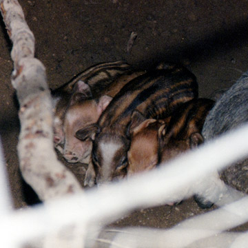 gallery/Misc/pigs_2.jpg