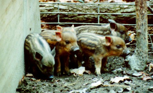 gallery/Misc/pigs_3.jpg