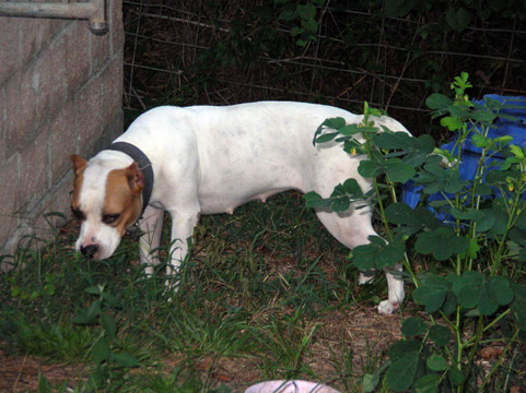 gallery/Ruby/rubymae-26.jpg