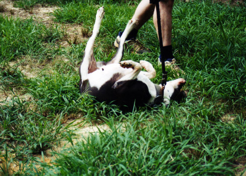 gallery/Slingblade/slingblade-36.jpg