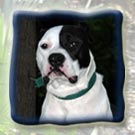 Stout's Sling Blade Junior